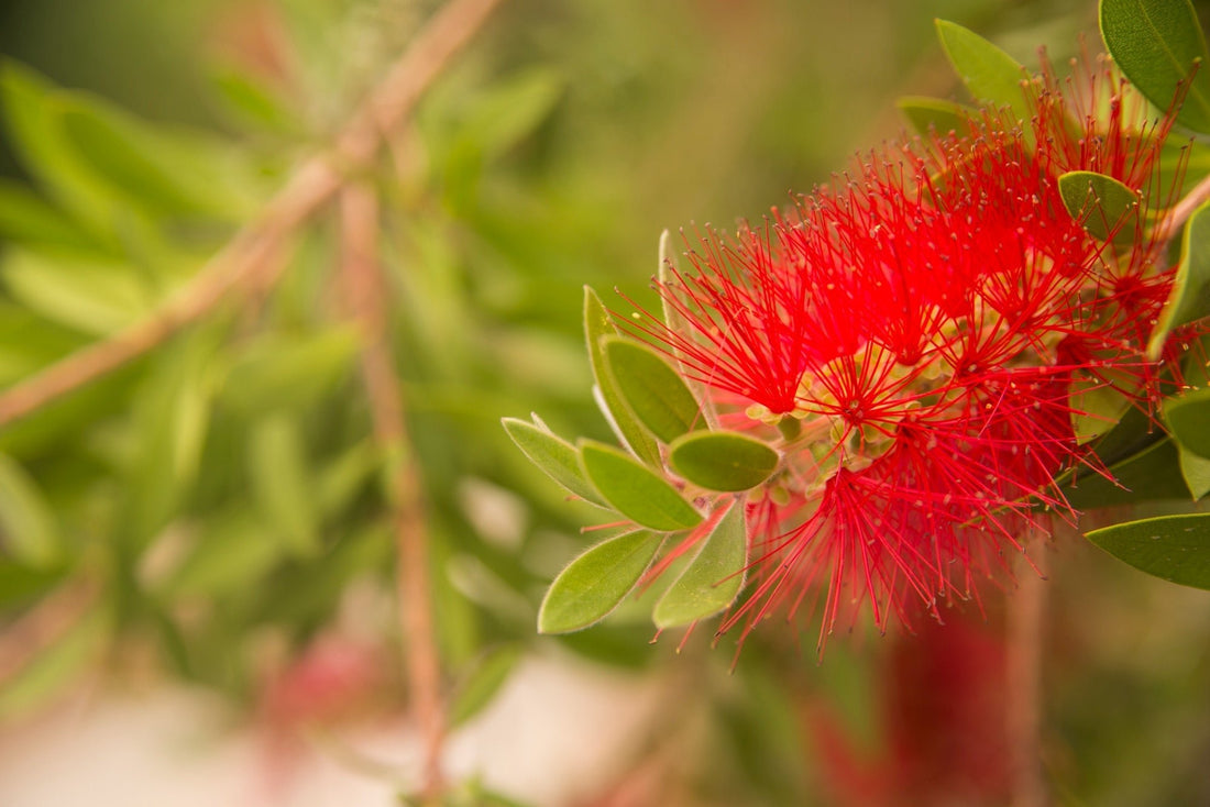 🌺 המדריך המלא לטיפול בברזילי מטרוסידרוס – כוח, צבע ועמידות בגינה אחת