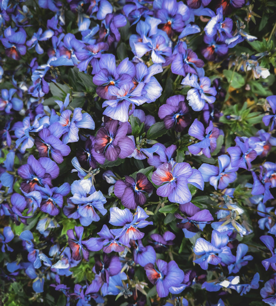 🌸 המדריך לטיפול בסיגלית אפריקאית – פרח עדין ויפה לבית מואר
