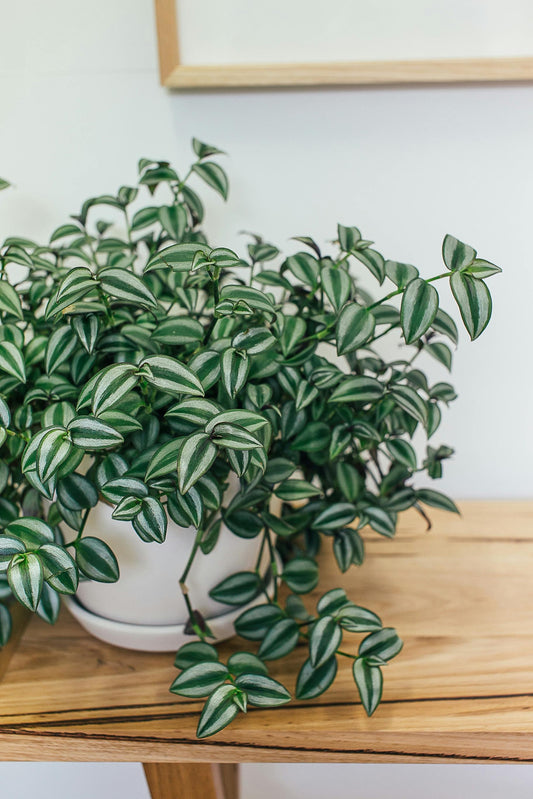 🌿 המדריך לטיפול ביהודי נודד – צמח חזק, צבעוני וצומח במהירות