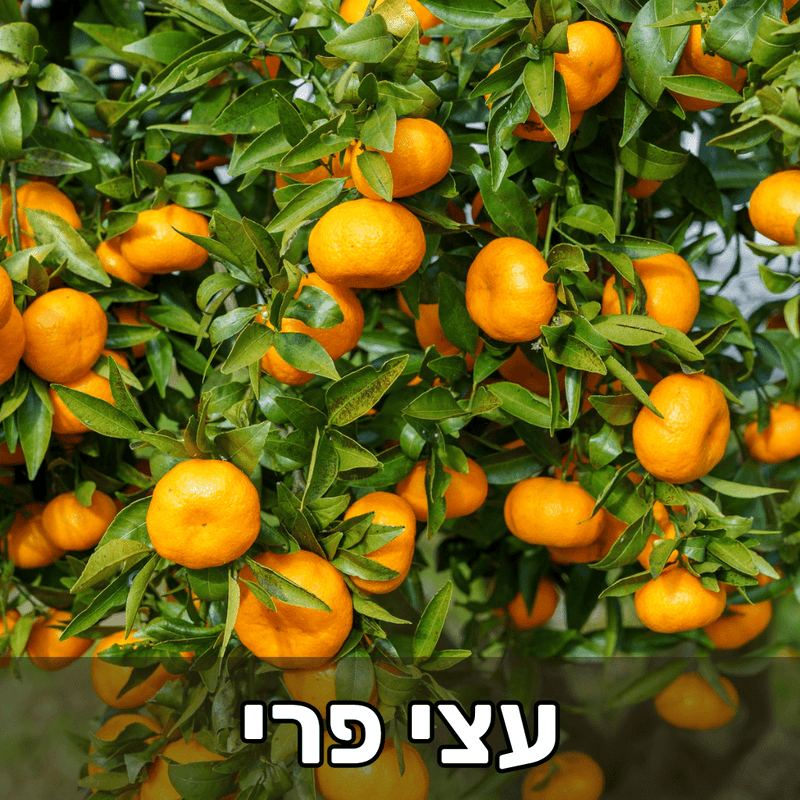 עצי פרי