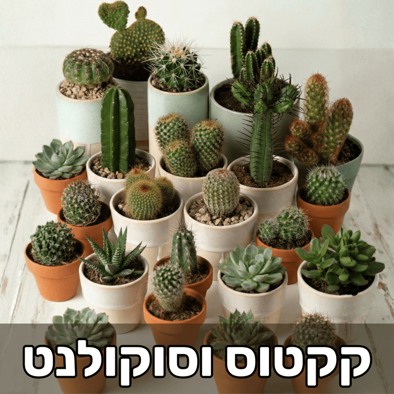 סוקולנטים וקקטוסים
