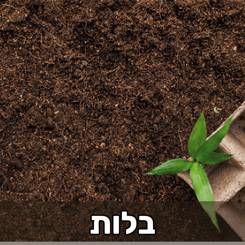 בלות
