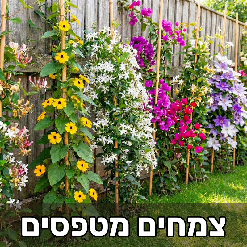 צמחים מטפסים