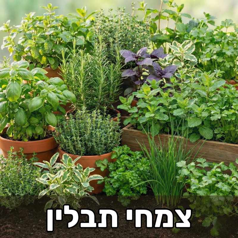 צמחי תבלין