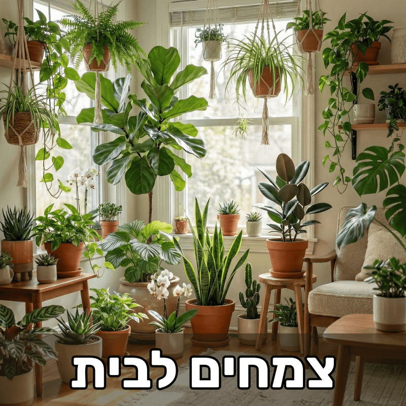 כל הצמחים לבית