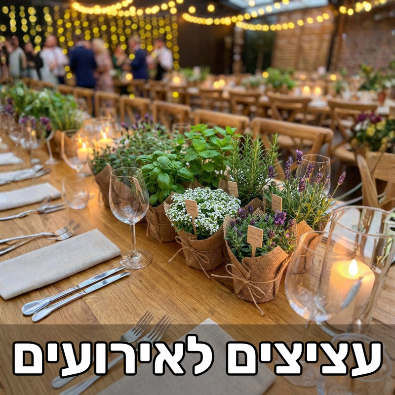 עציצים לאירוע