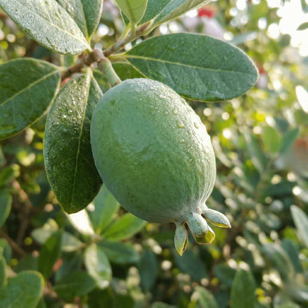 Green feijoa fruit on a branch with leaves