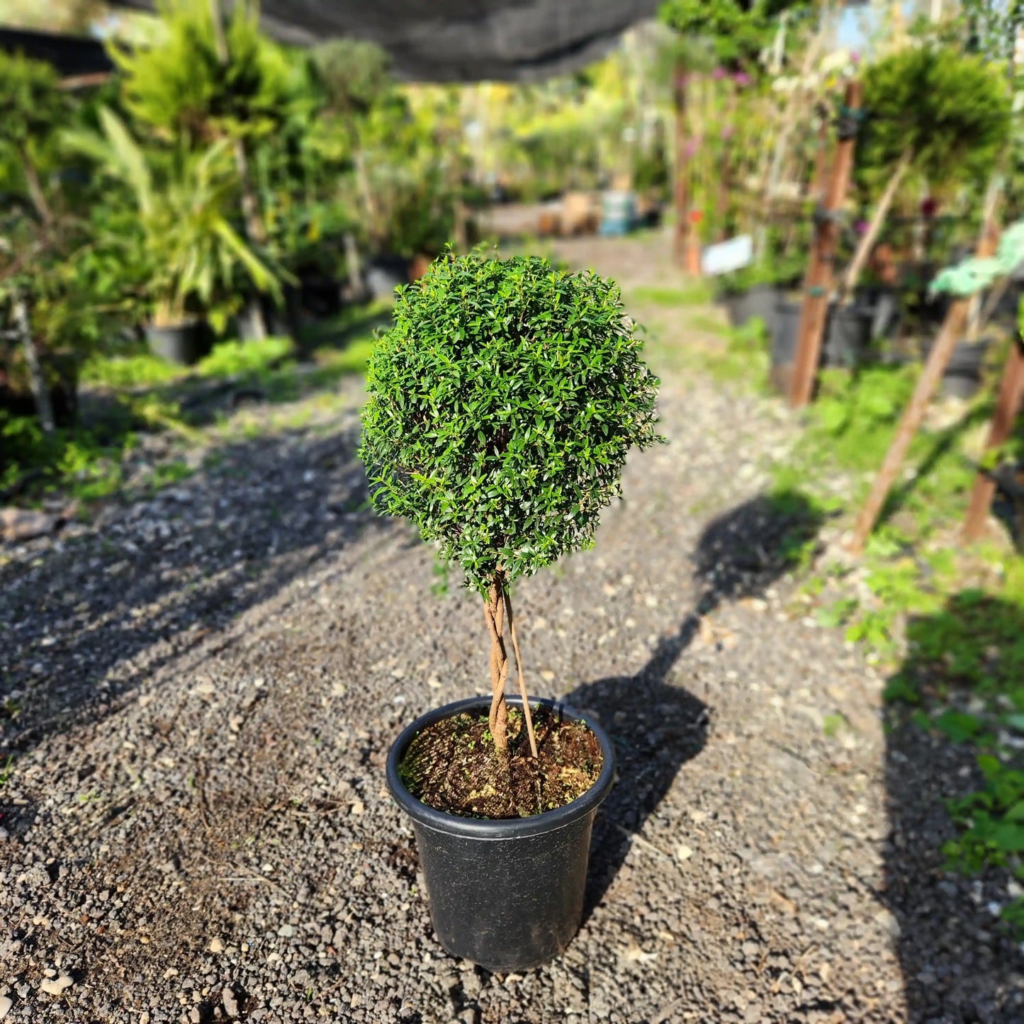 Small potted tree with a spherical green top in a garden setting