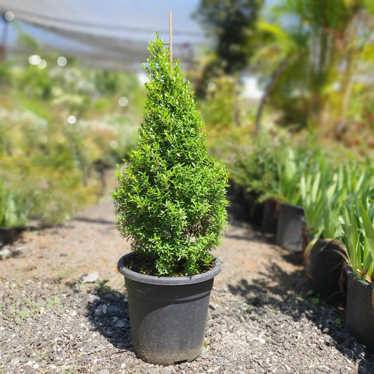 הדס מצוי בצורת פירמידה עם רקע מטושטש מאחורה