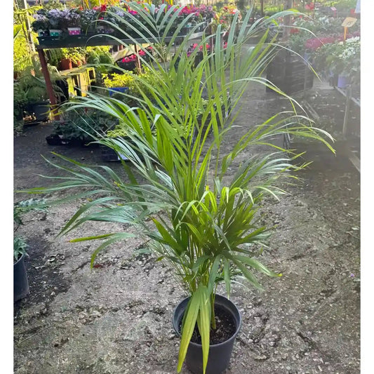 Potted palm plant in a garden setting with other plants and flowers in the background