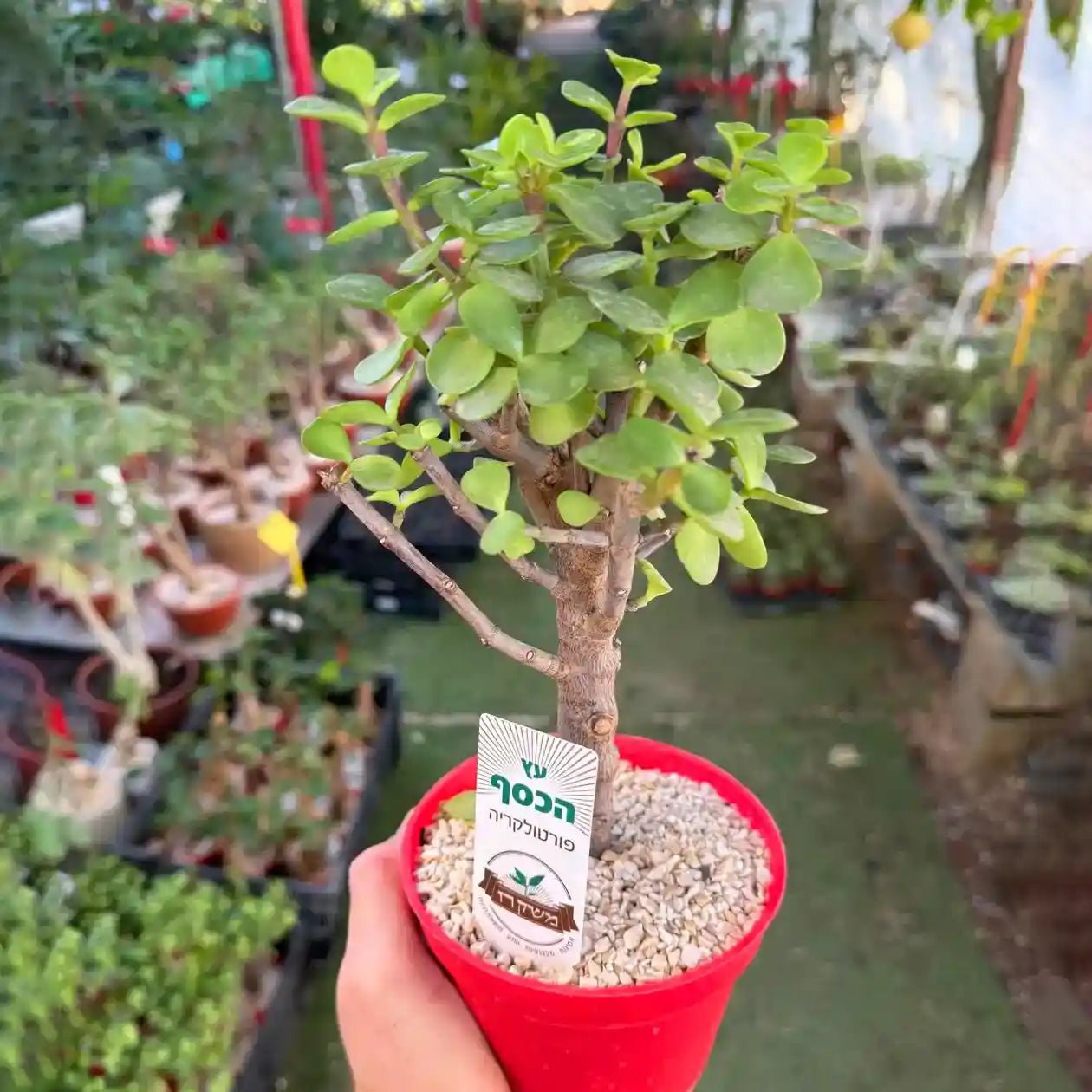 Potted plant held by a hand with a blurred garden background