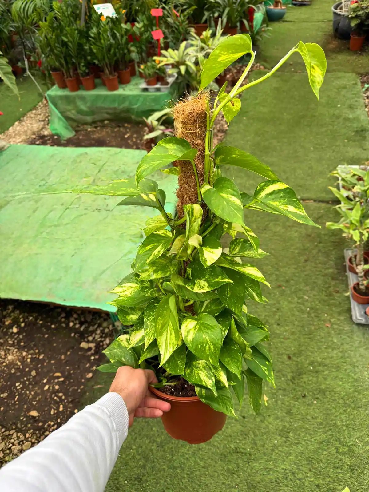 ืฆืื ืืคืืืืก ืืืื ืฉืืืคืก ืขื ืืงื