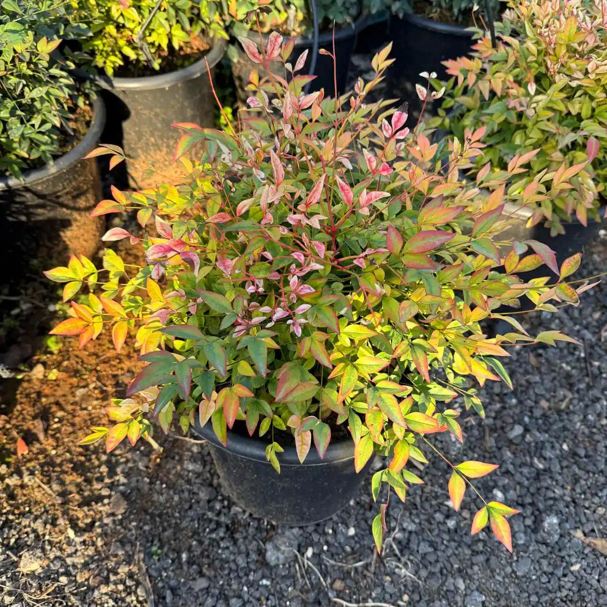 צמח ננדינה עם עלים ירוקים ורודים