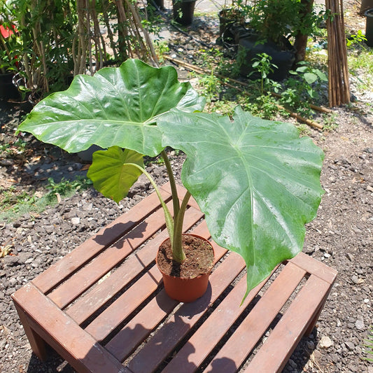 צמח אוזן פיל בינוני