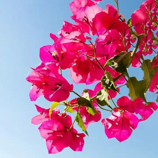 הפרחים של צמח הבוגנוויליה