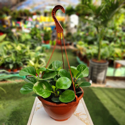 Пеперомия в горшке 22 см (многолетнее растение для домашнего выращивания)