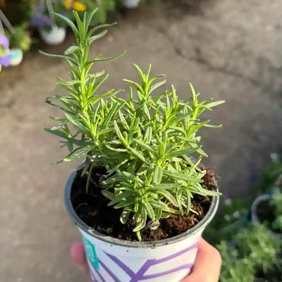 רוזמרין עציץ 12 ס"מ (רב שנתי לגינה)