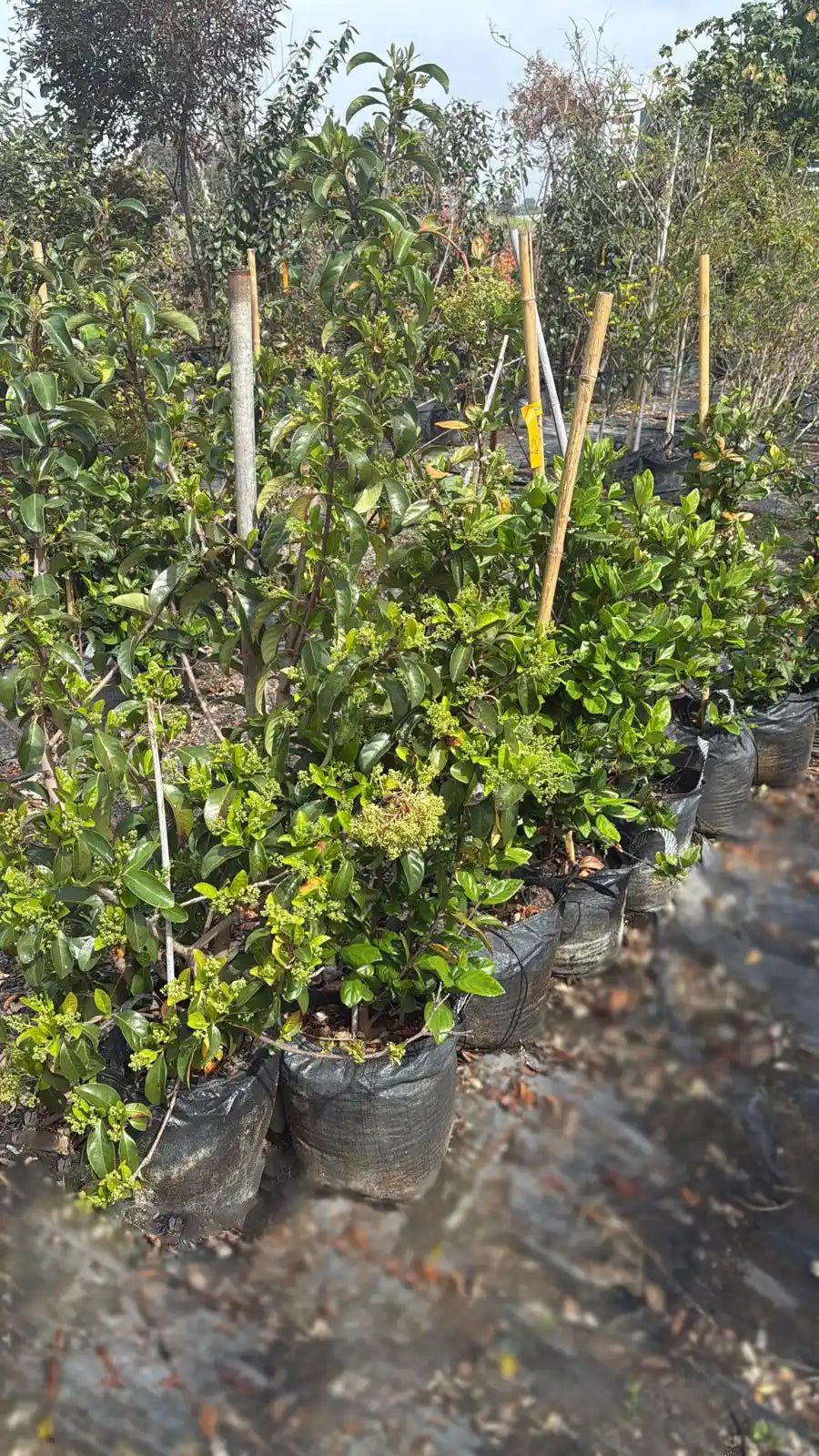 צמח מורן מבריק בגודל 25 ליטר