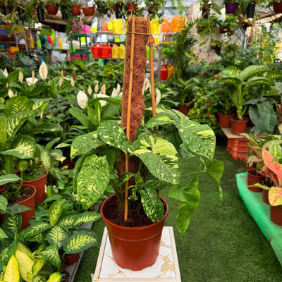 סינגוניום פנדה עציץ 3 ליטר