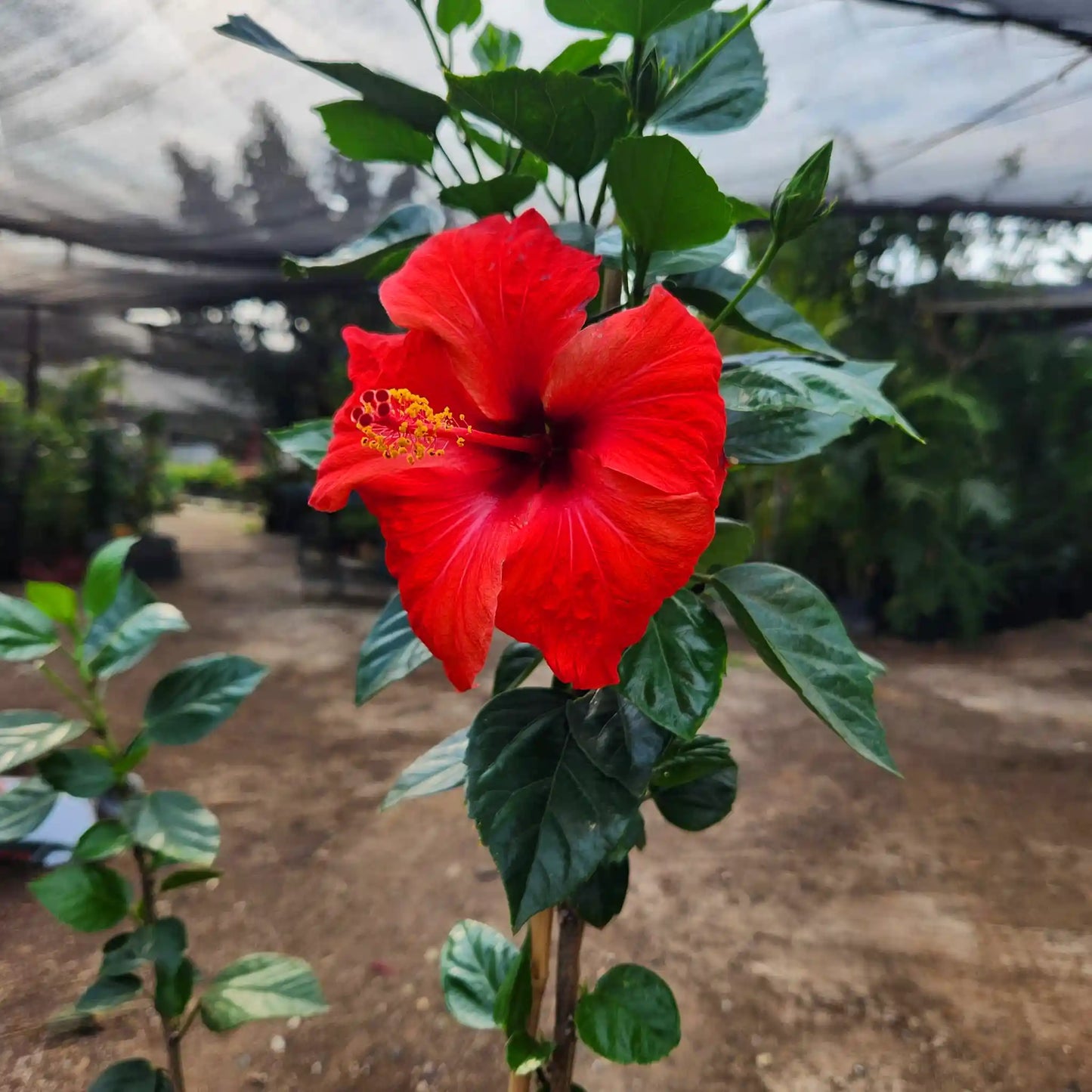 היביסקוס רב שנתי לגינה