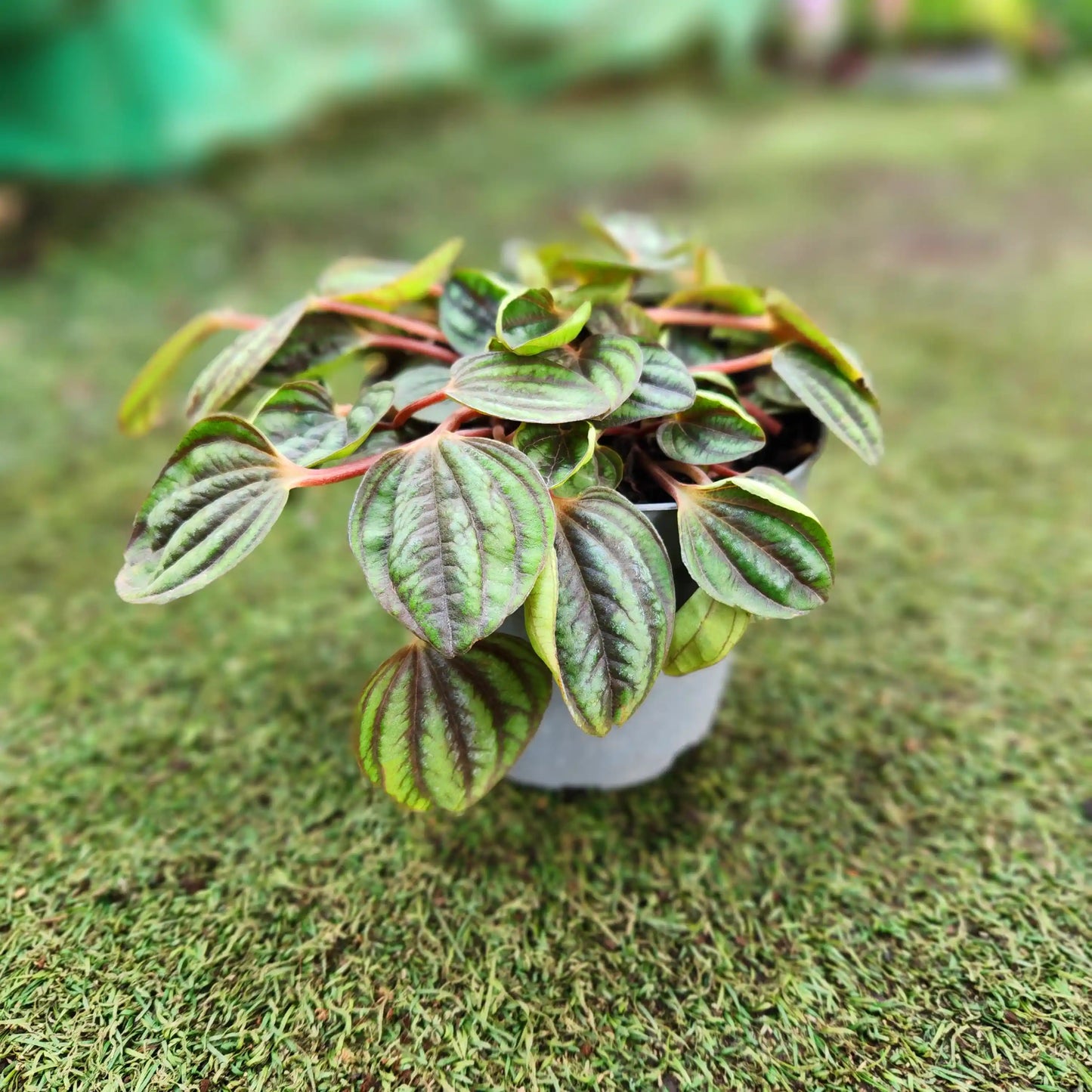 צמח פפרומיה פיקולו בעציץ 12 על דשא סינטטי