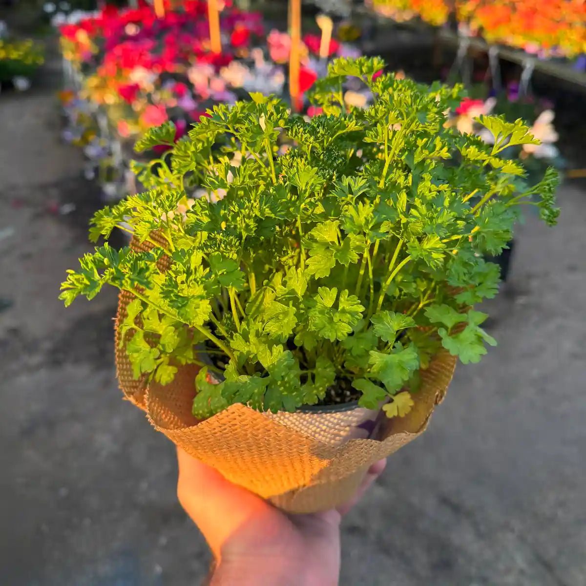 צמח פטרוזיליה עטוף בבד יוטה