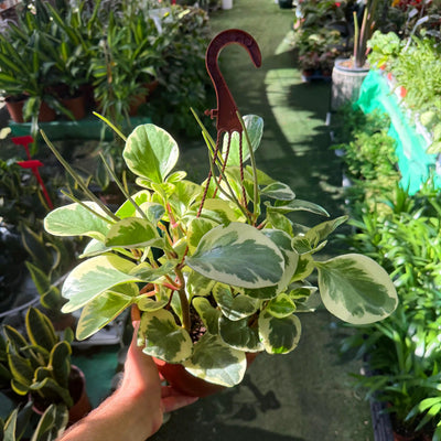 Пеперомия большая (Peperomia magnifolia) — многолетнее растение для приусадебного участка.