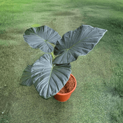 אלוקסיה ריגל שילד 10 ליטר