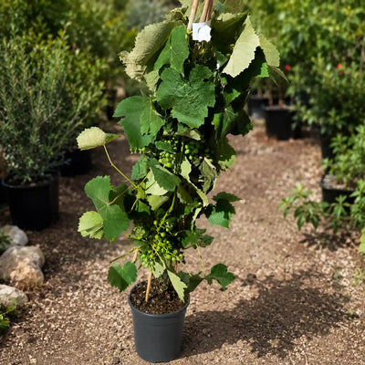 גפן איזבלה עציץ 24 ס"מ (10 ליטר)
