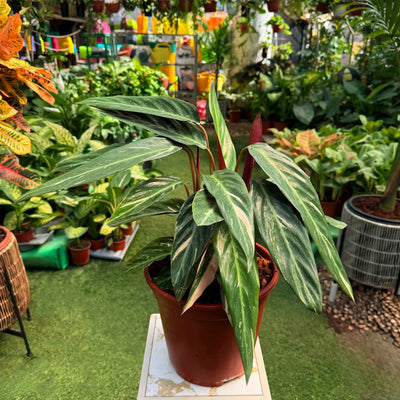 סטרומנטה טריוסטאר עציץ 6 ליטר