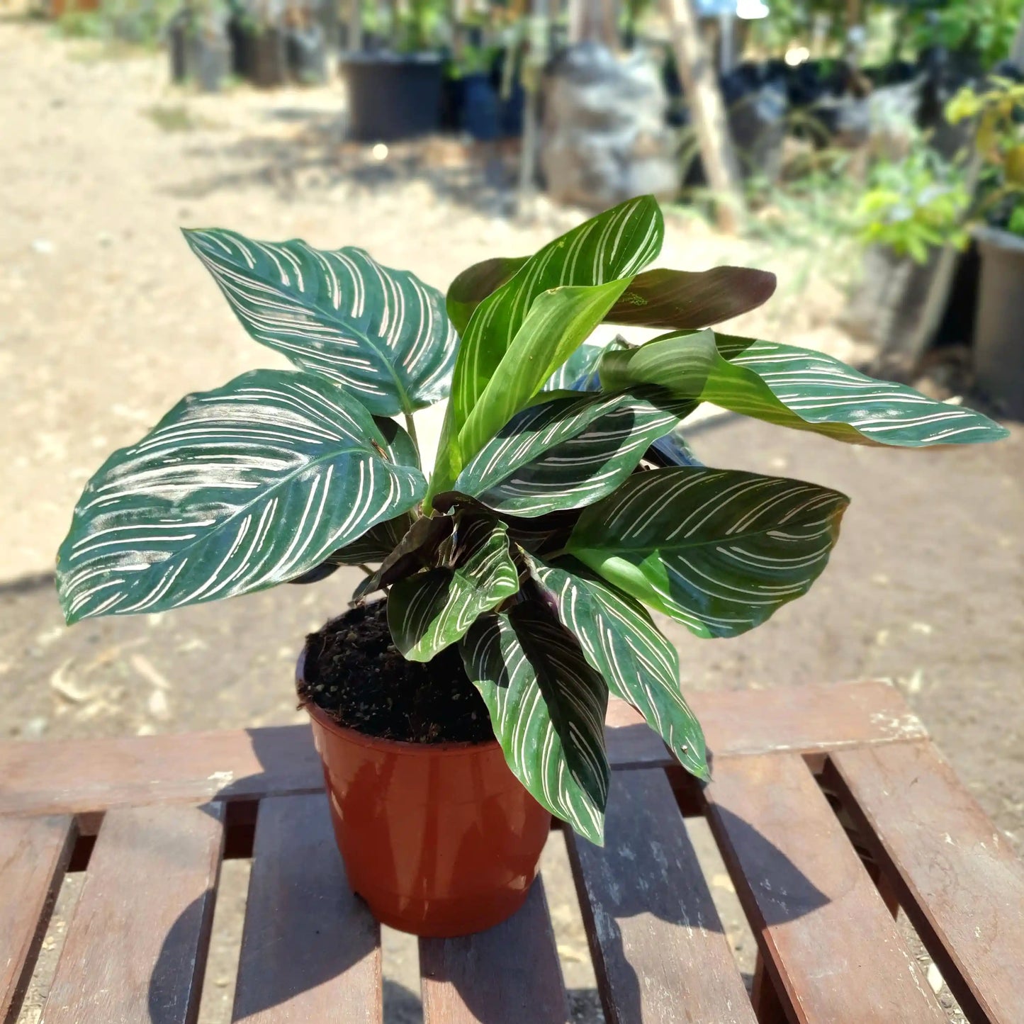 צמח קלתאה אורנטה עם עלים ירוקים ורודים