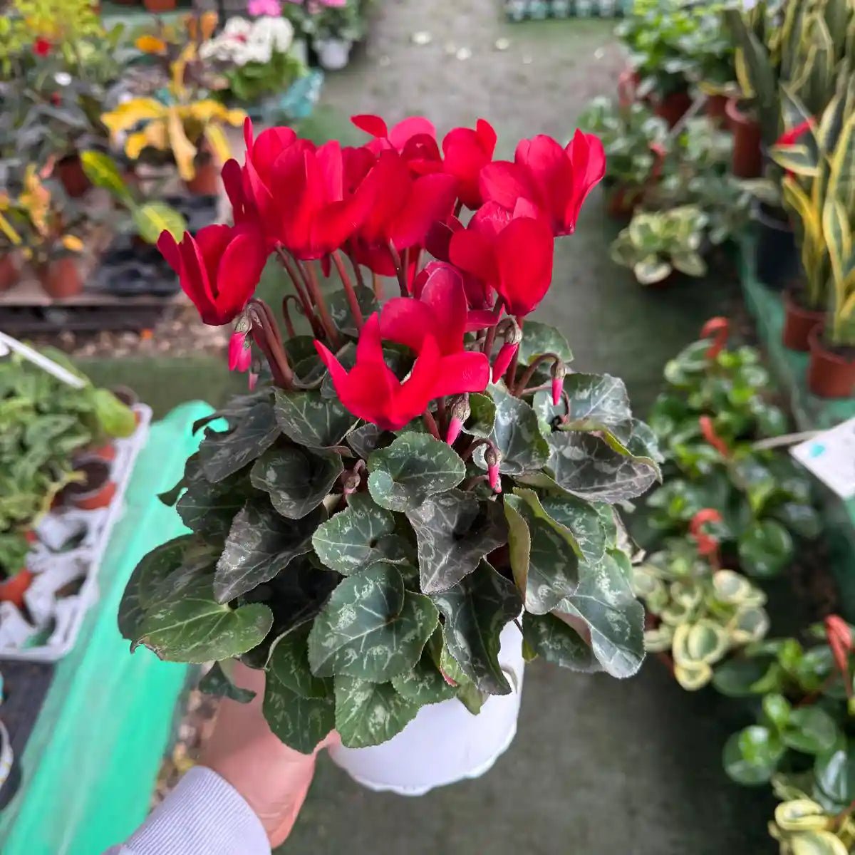 רקפת גדולה עם פרחים בצבע אדום