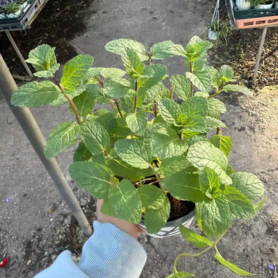 נענע קוטר עציץ 12 ס"מ (רב שנתי לגינה)