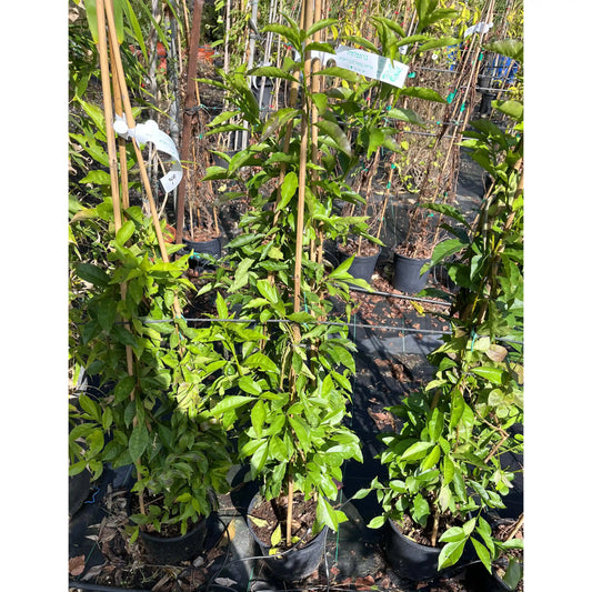 צמח ברונפלסיה בעציץ שחור