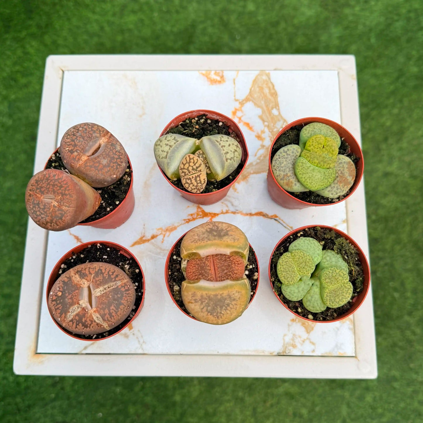 סוקולנטים מזן ליתופס על סטנד ברקע של משתלה בזווית מלמעלה