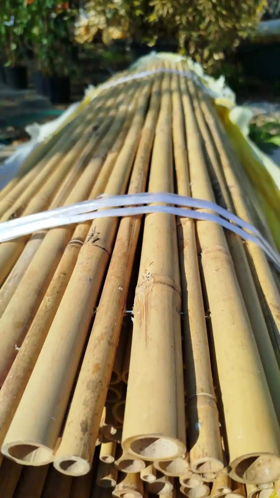 קני במבוק שמחוברים אחד לשני ויוצרים גדר