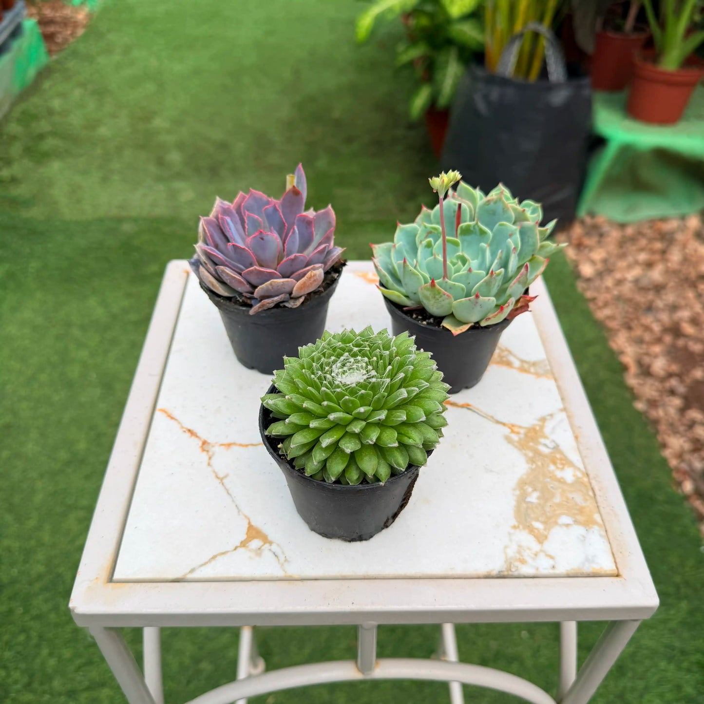 Succulent diameter 5 cm