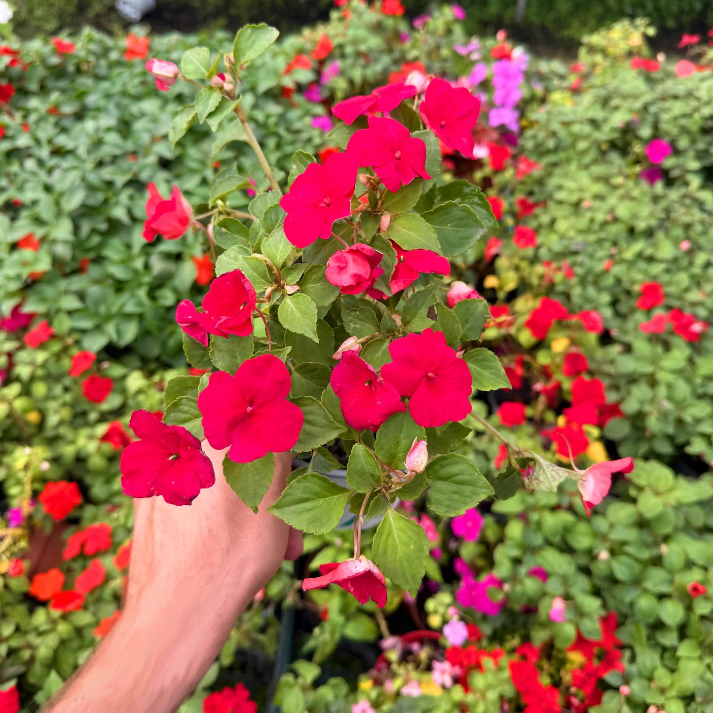 Hand holding a potted plant with red flowers against a background of other flowering plants.