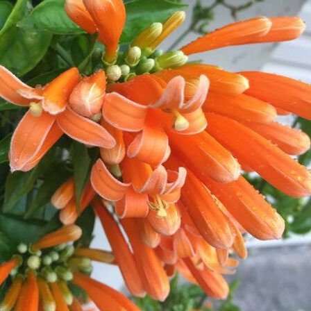 אורנית לוהבת