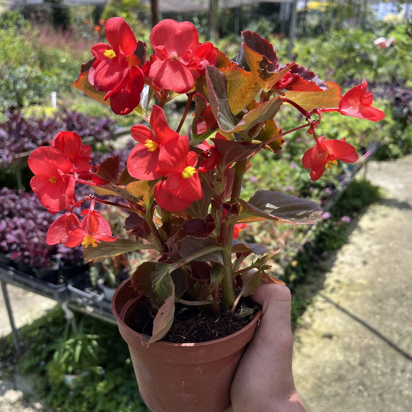 ืืืื ืื ืืจื ืงืืืจ ืขืฆืืฅ 12 ืก"ื