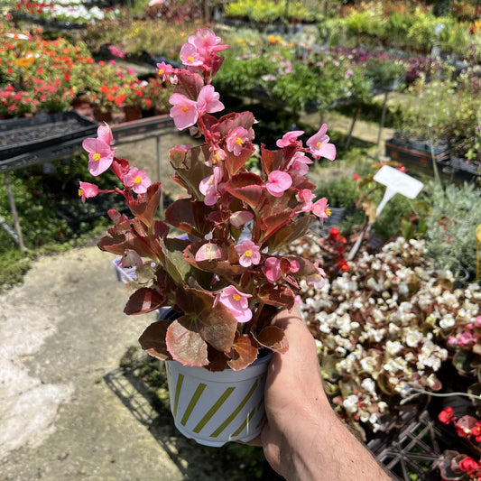 בגוניה ורד בעציץ קוטר 12 ס״ממחיר 15 שקלים