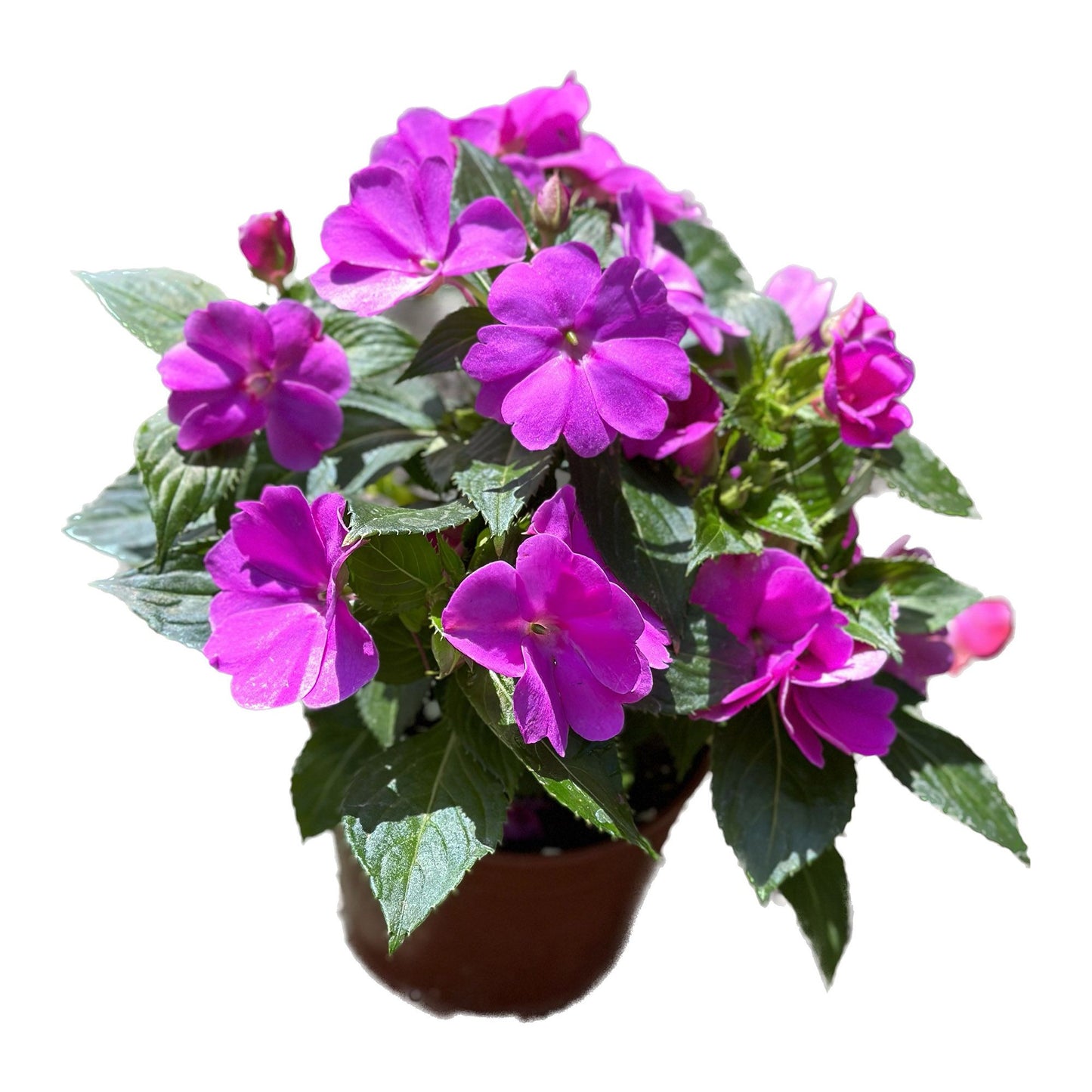 בשמת ניו גינאה