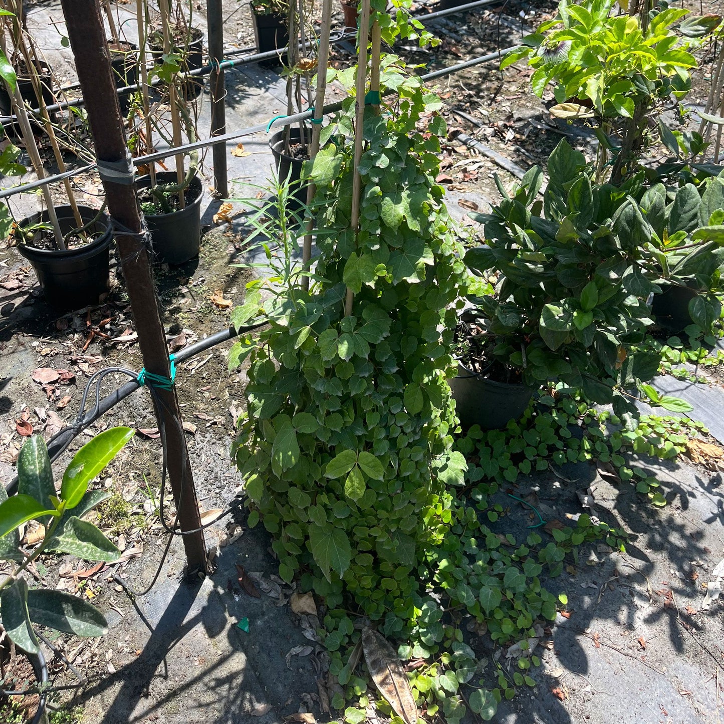 גפנית משולשת