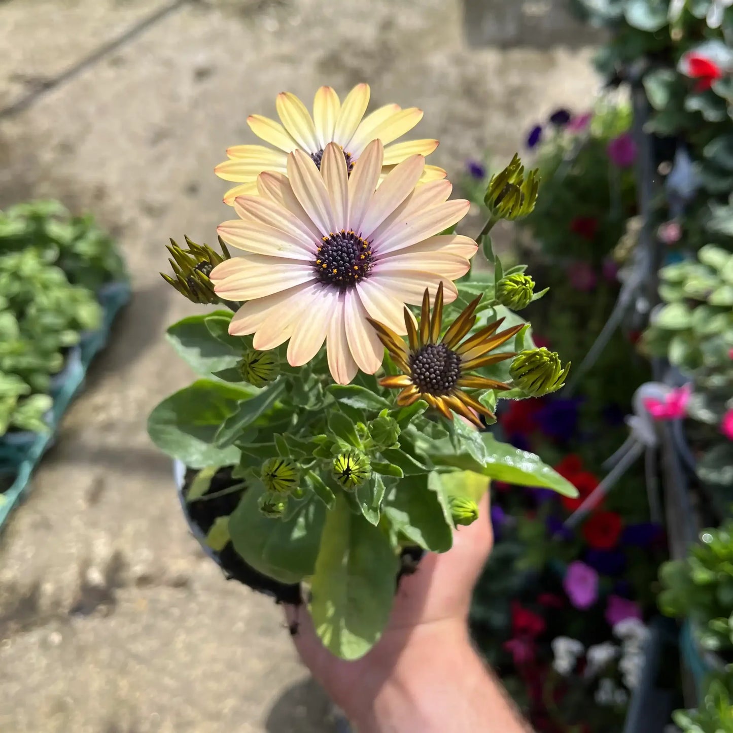 גרמית תמונת גלריה