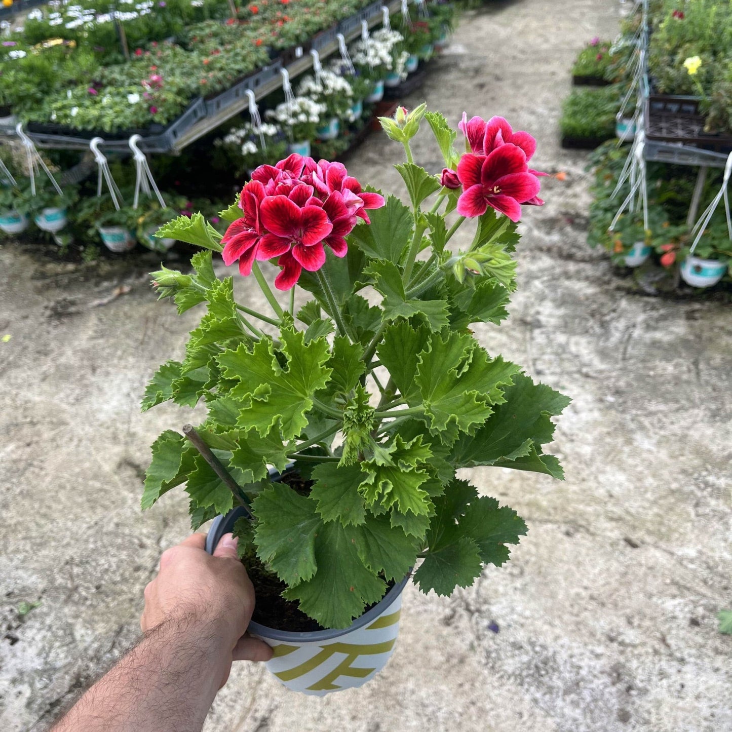 גרניום צרפתי 20 סמ