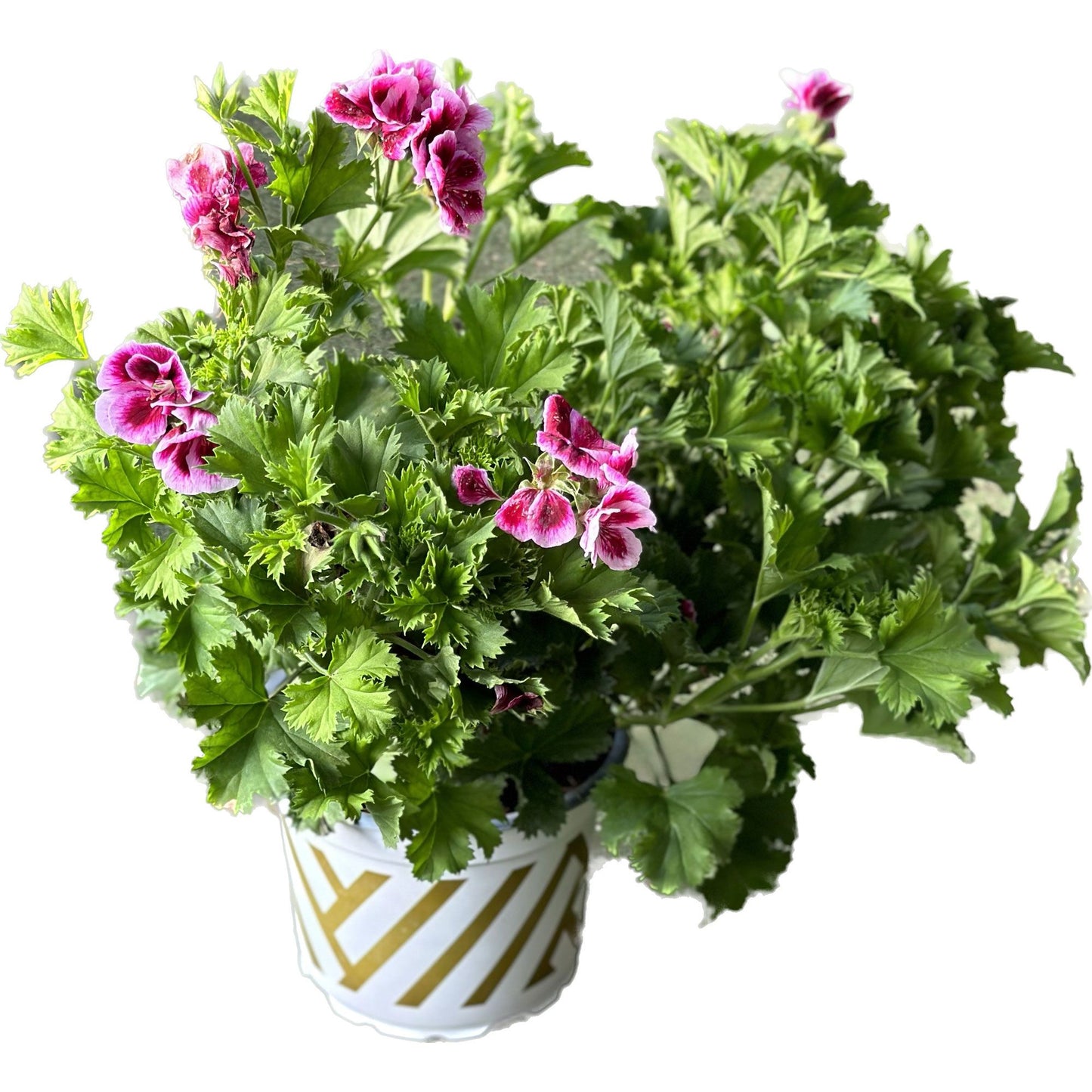 גרניום-צרפתי