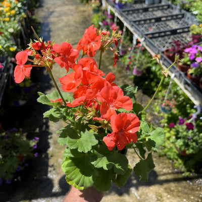 גרניום עציץ 12 ס"מ (רב שנתי לגינה)