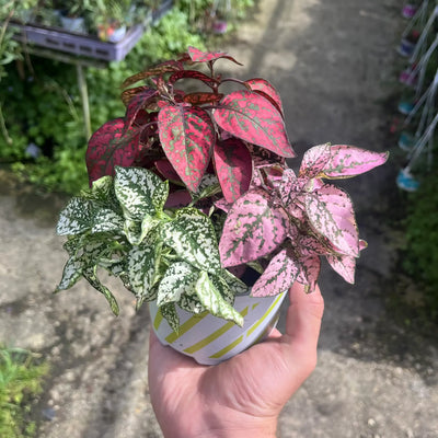 היפואסטס קוטר עציץ 12 ס"מ (רב שנתי לבית ולגינה)