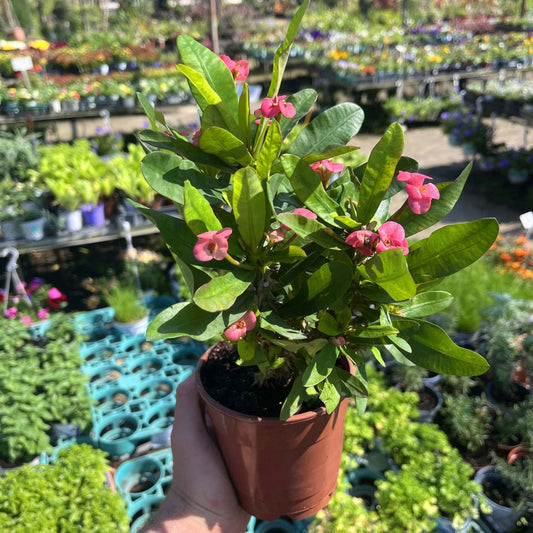 חלבלוב קוצני ורוד