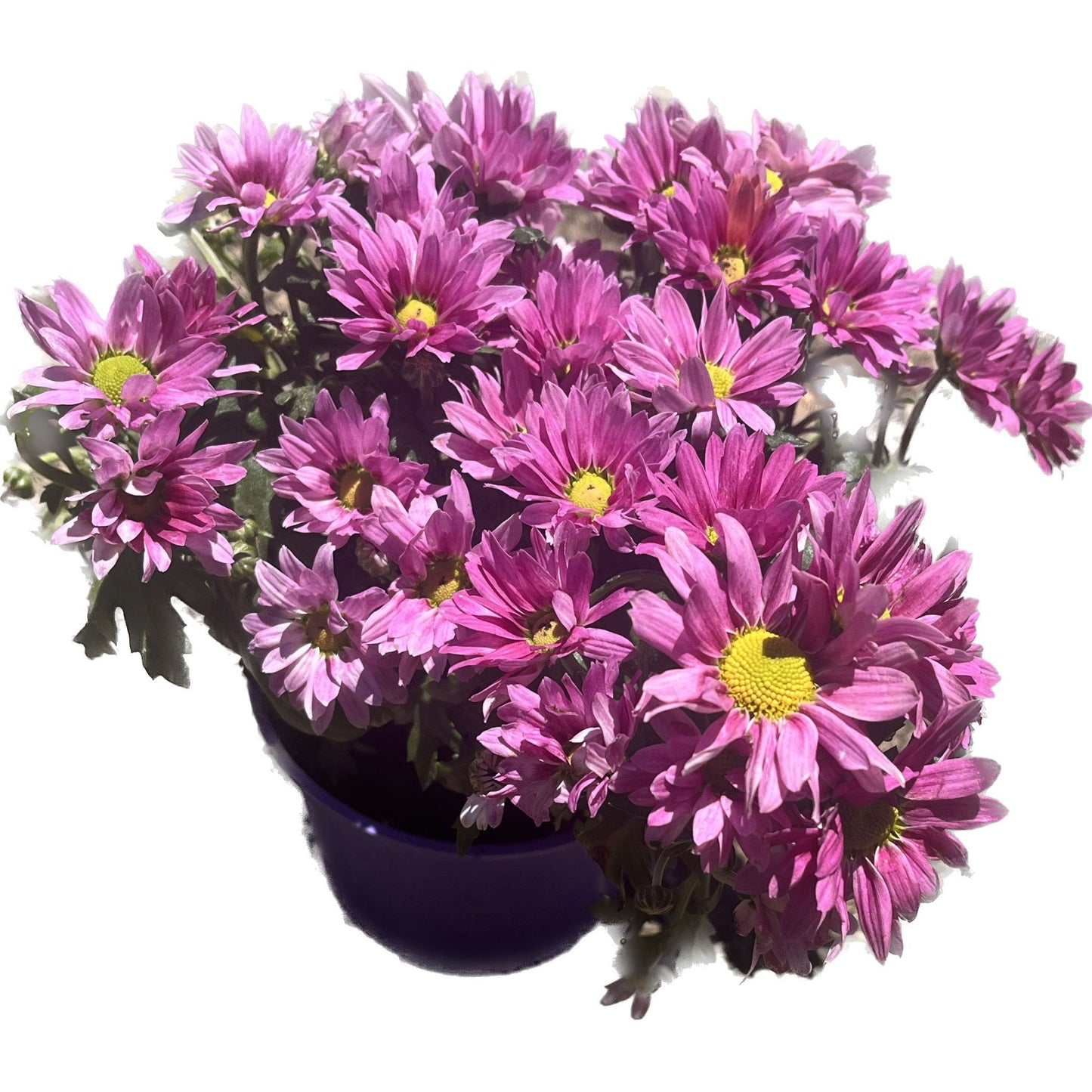 ืืจืฆืืช